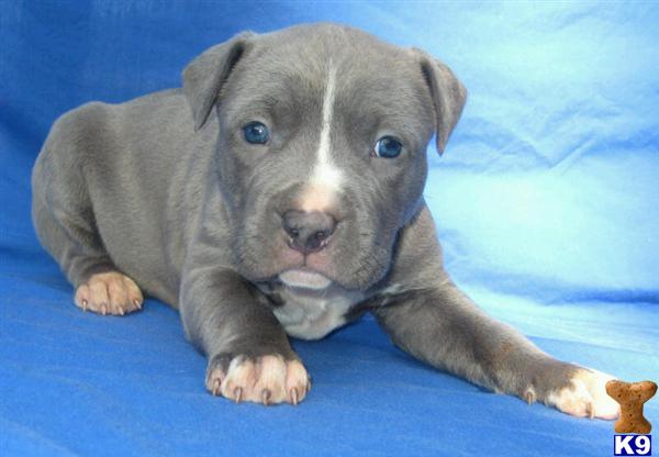 Puppies in NC